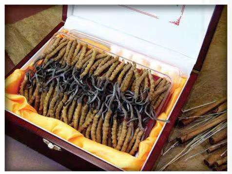 麦积冬虫夏草回收